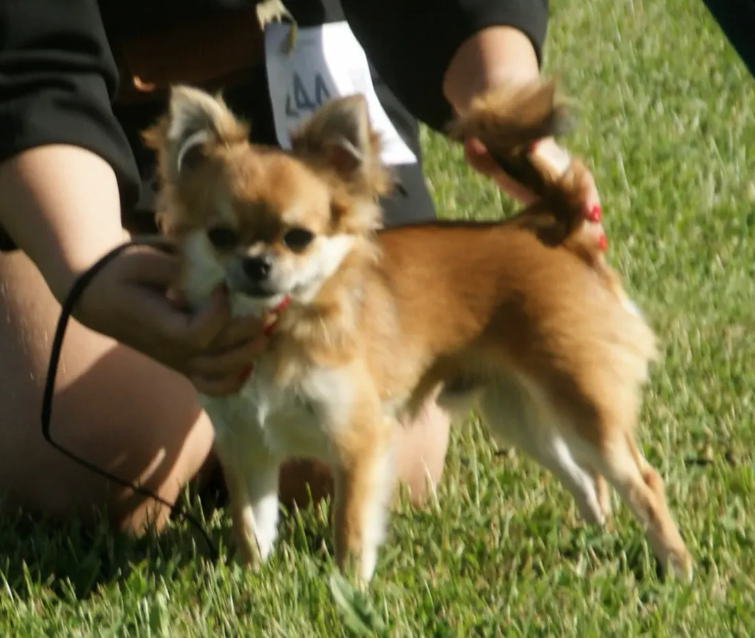 Red sable long coat Chihuahua standing on grass with feathered ears and plume tail