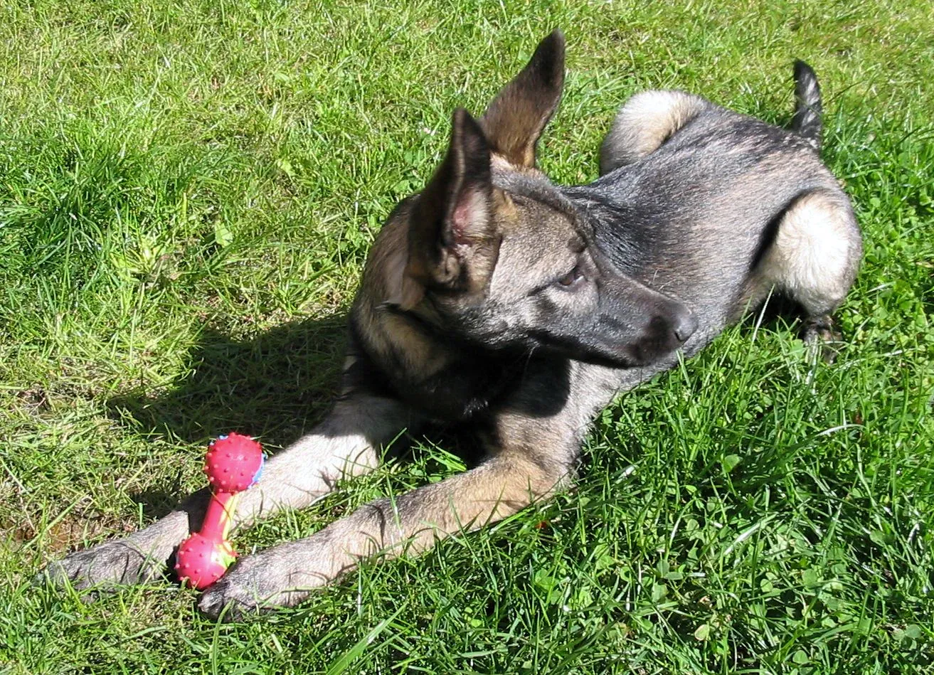 Lupo Italiano