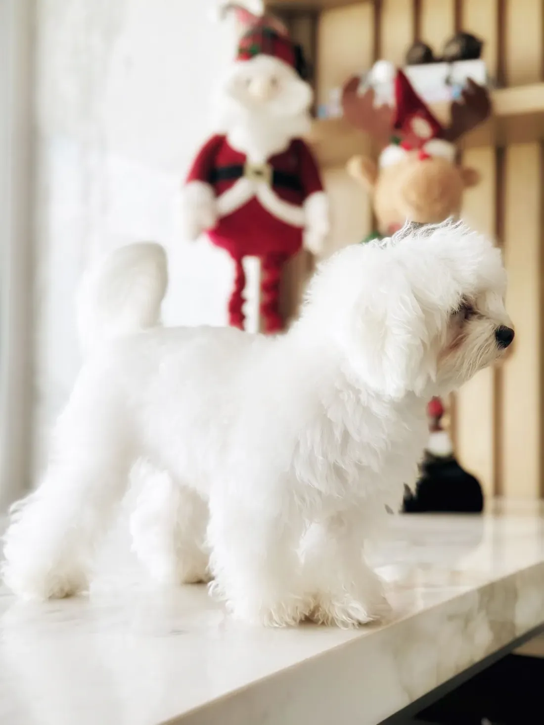 White Maltese-type dog standing on a shiny floor