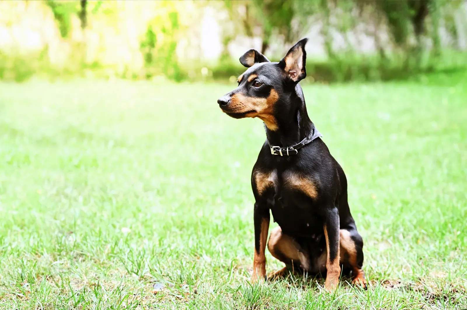 Miniature Pinscher