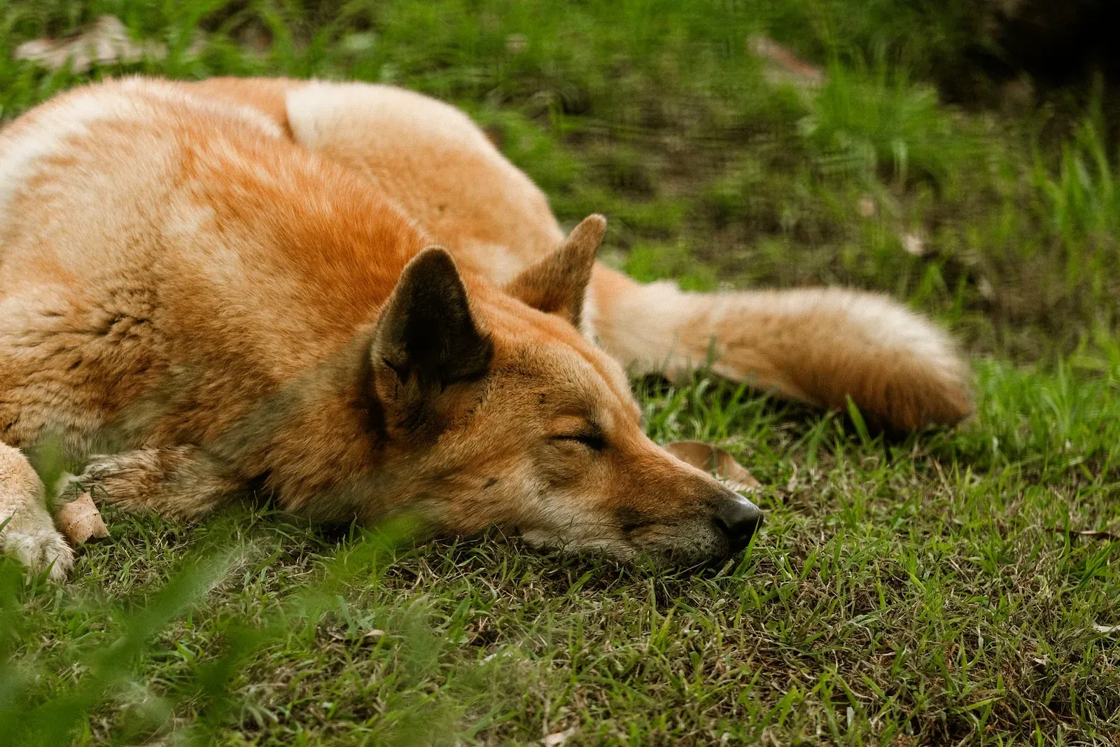 New Guinea singing dog