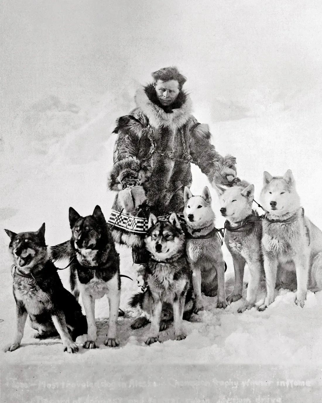 Musher with his sled dog team lined up, serum run era, 1925
