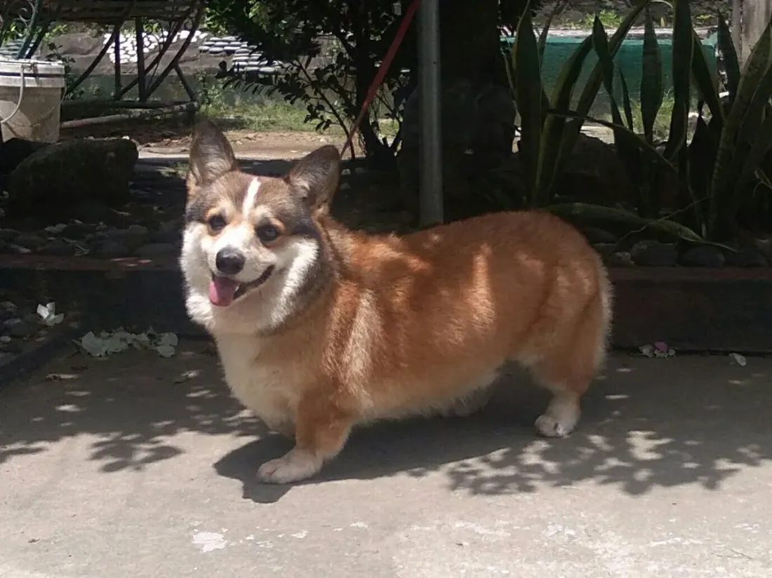 Red and white Pembroke Welsh Corgi standing in a garden