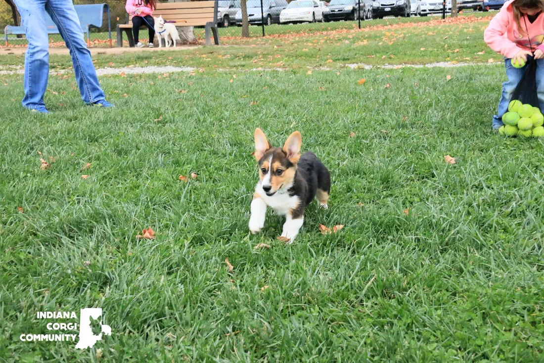 Young tricolour Pembroke Welsh Corgi running across a lawn