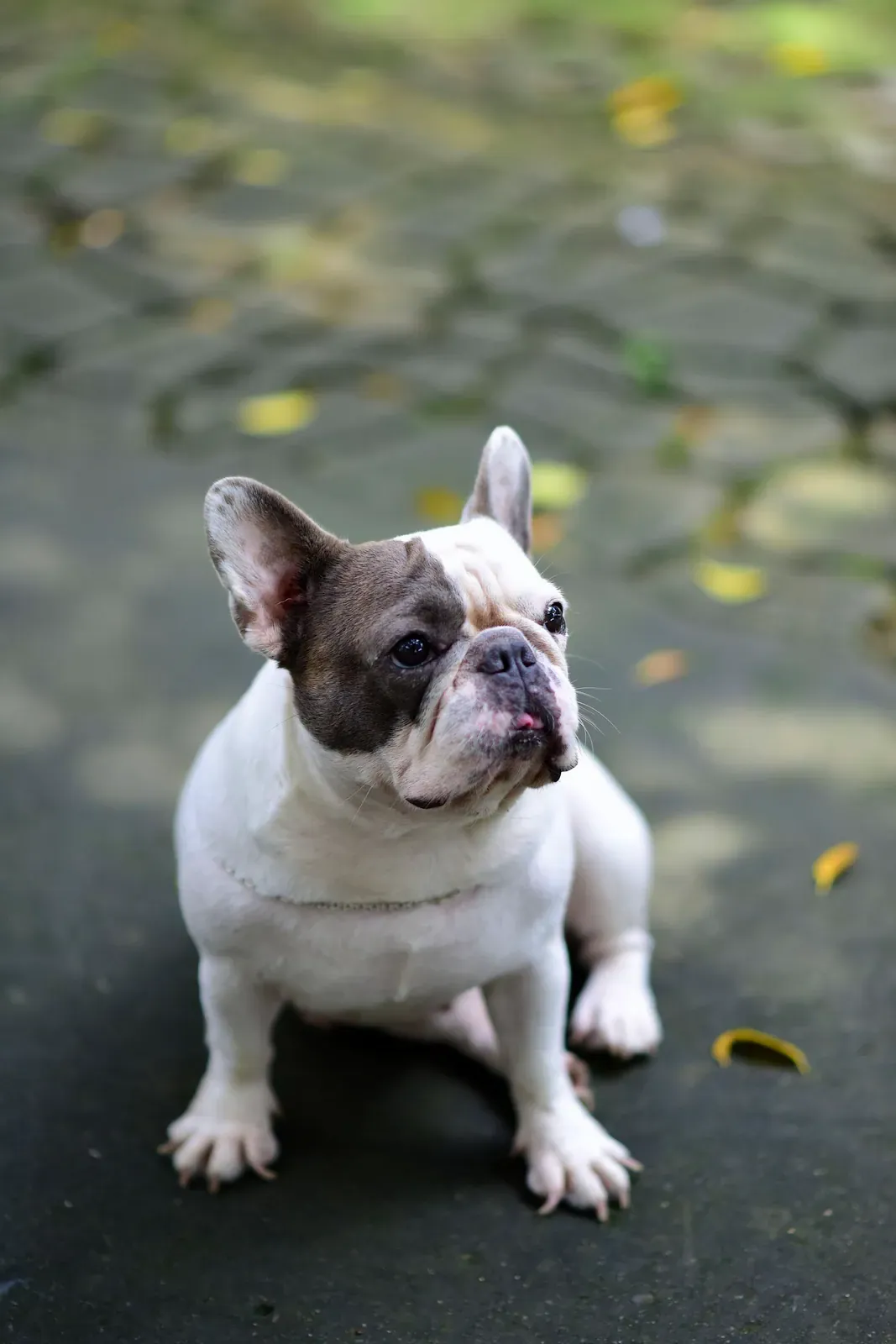 Pied French Bulldog sitting and facing the camera on a paved path