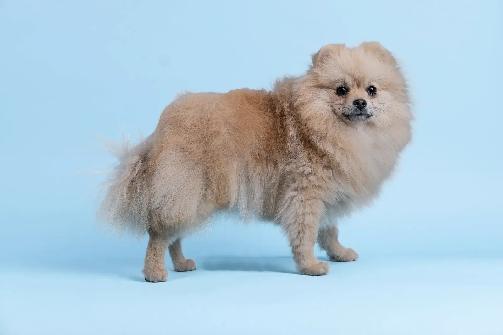 Cream-orange Pomeranian standing in side view against a pale blue background, full coat visible