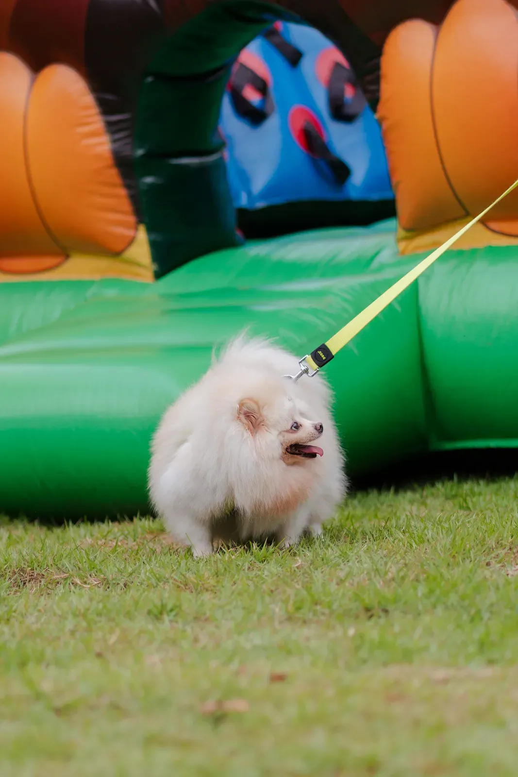 Small white fluffy Pomeranian on a leash standing on grass