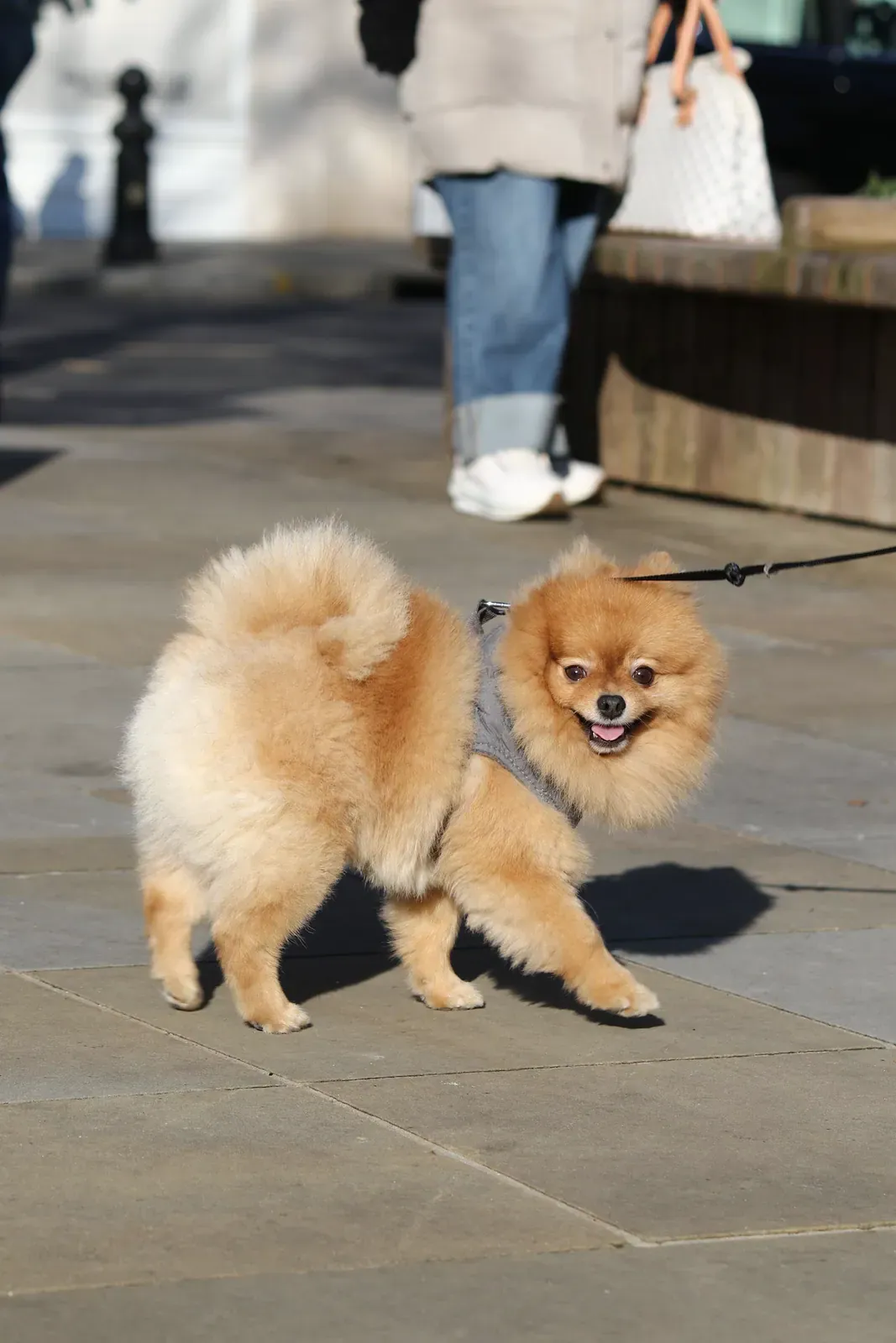 Cream Pomeranian in a harness walking on a pavement on a leash