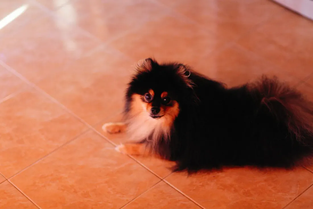 Black and tan Pomeranian lying on an orange floor