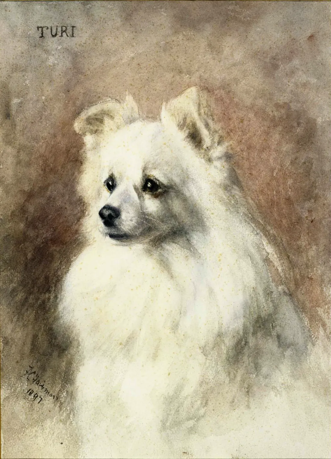 Painted portrait of Turi, Queen Victoria's white Pomeranian, late 19th century