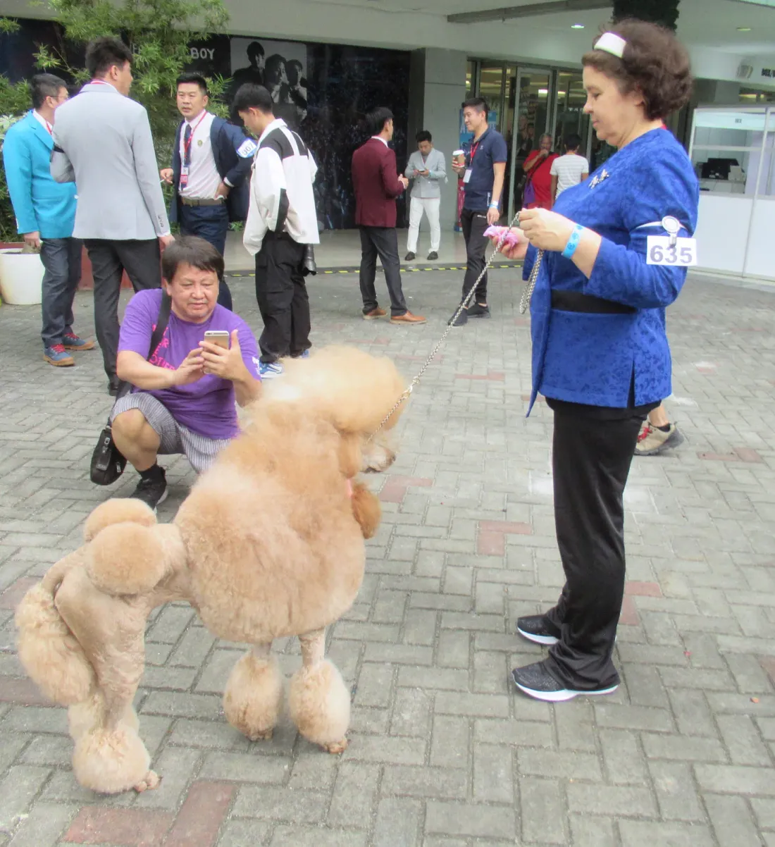 Apricot Poodle in a continental clip standing at a dog show