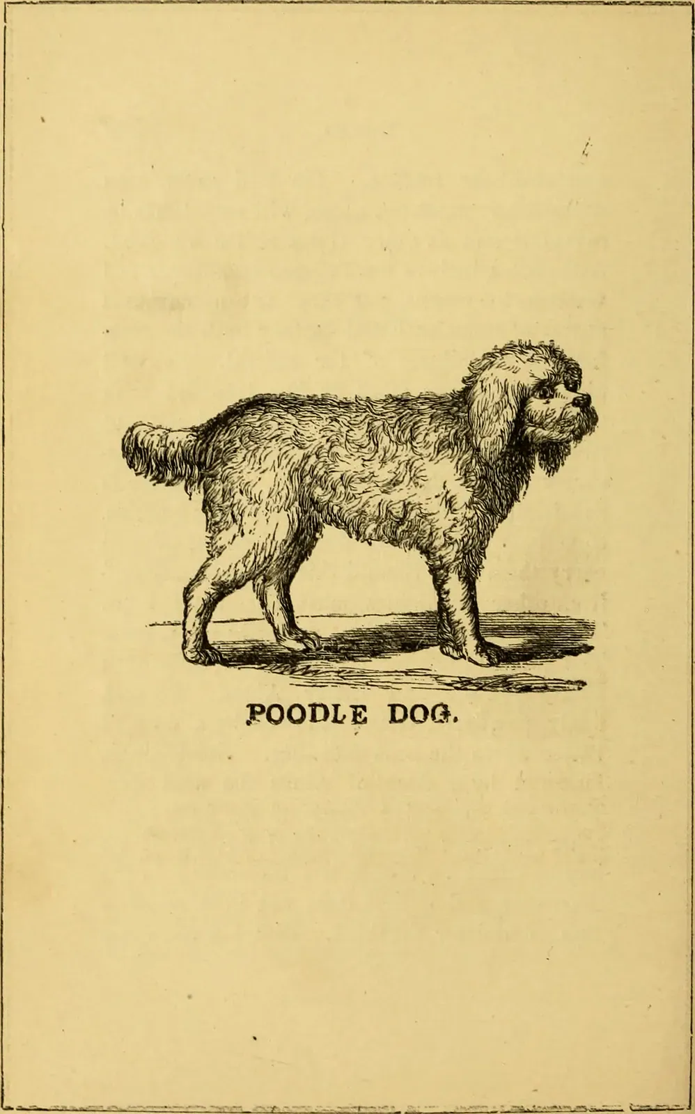 Engraving of a poodle in profile, from a dog book of 1877