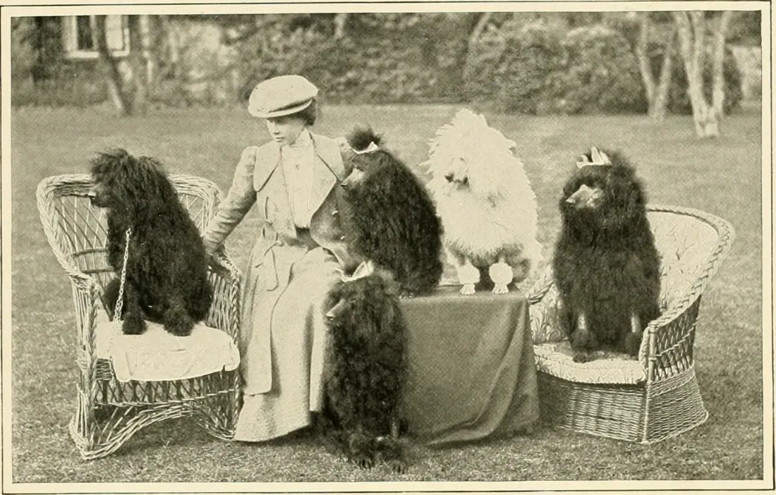 Black and white photograph of trimmed show poodles with their owner, early 1900s dog book