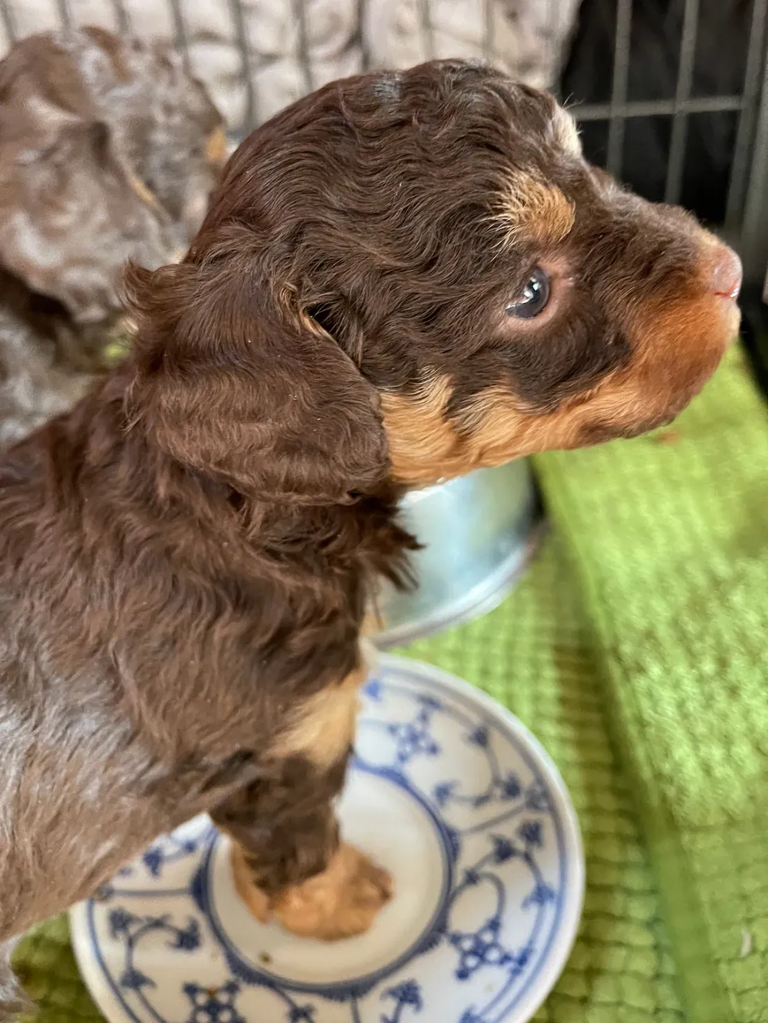 Brown Miniature Poodle puppy with a soft puppy coat, head and shoulders