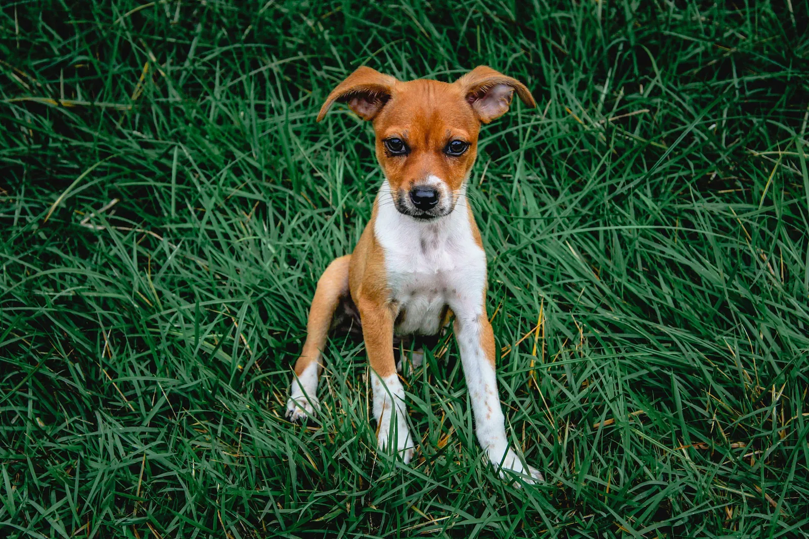 Rat Terrier