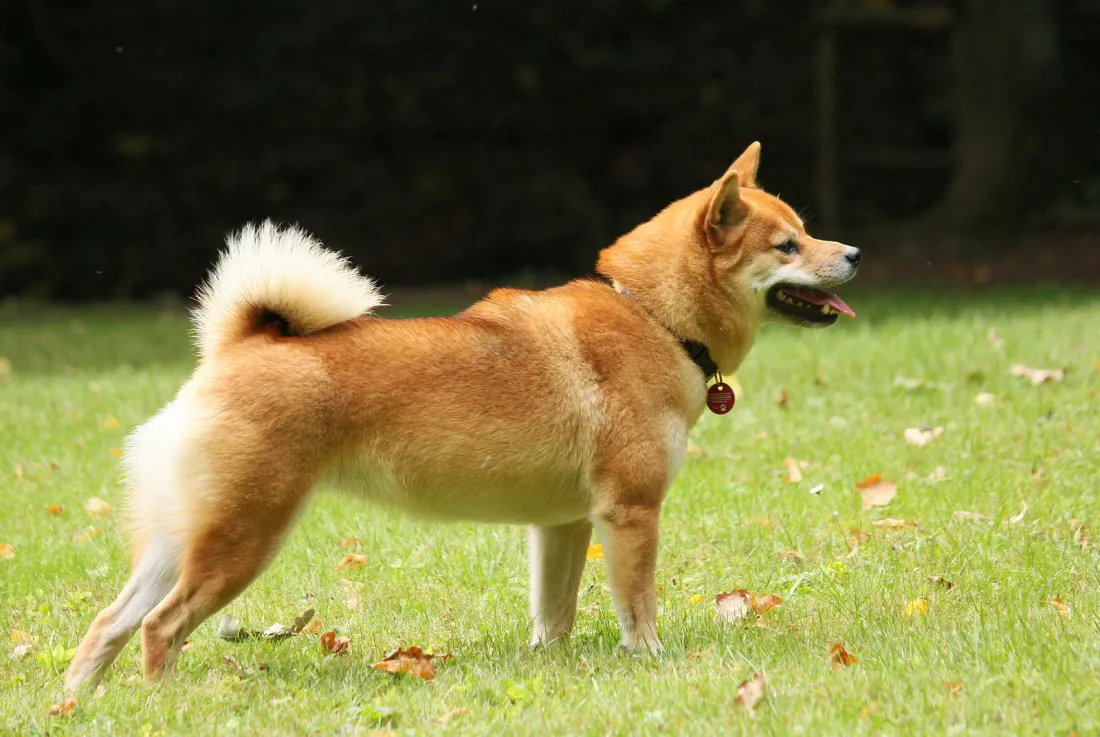 Red Shiba Inu standing on grass
