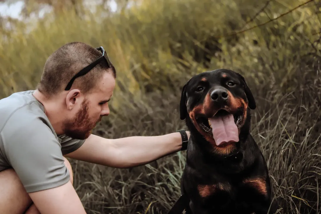 Rottweiler sitting calmly while its owner pets it outdoors