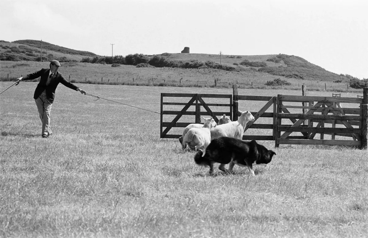 Border Collie working sheep at the Llandudno sheepdog trials