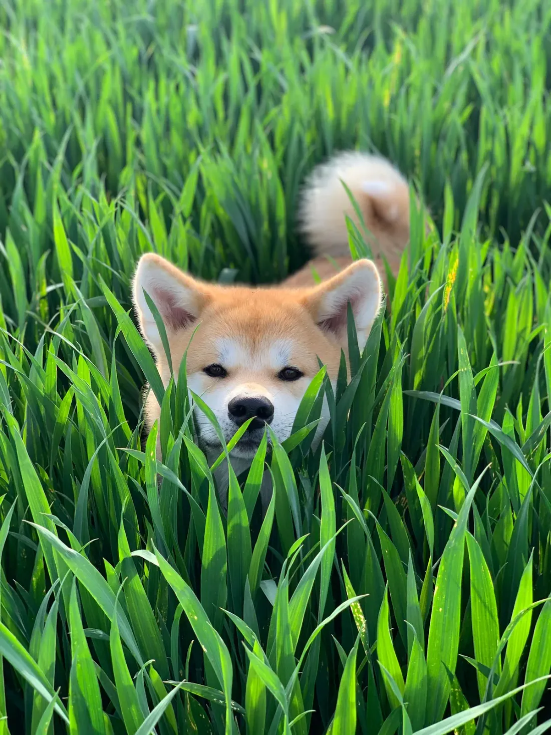 Red Shiba Inu puppy peeking out of tall green grass