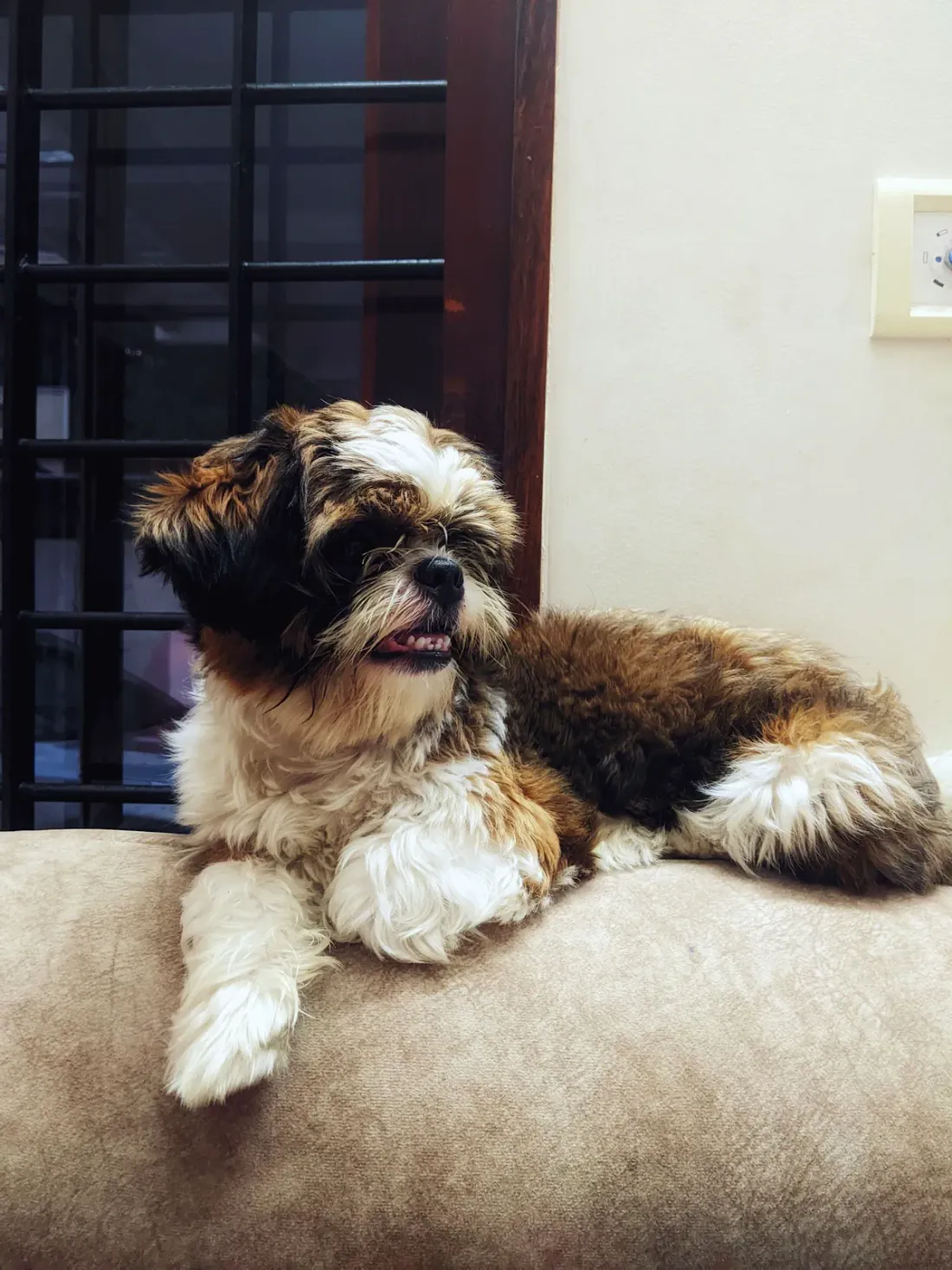 Tricolour Shih Tzu lying on a sofa cushion