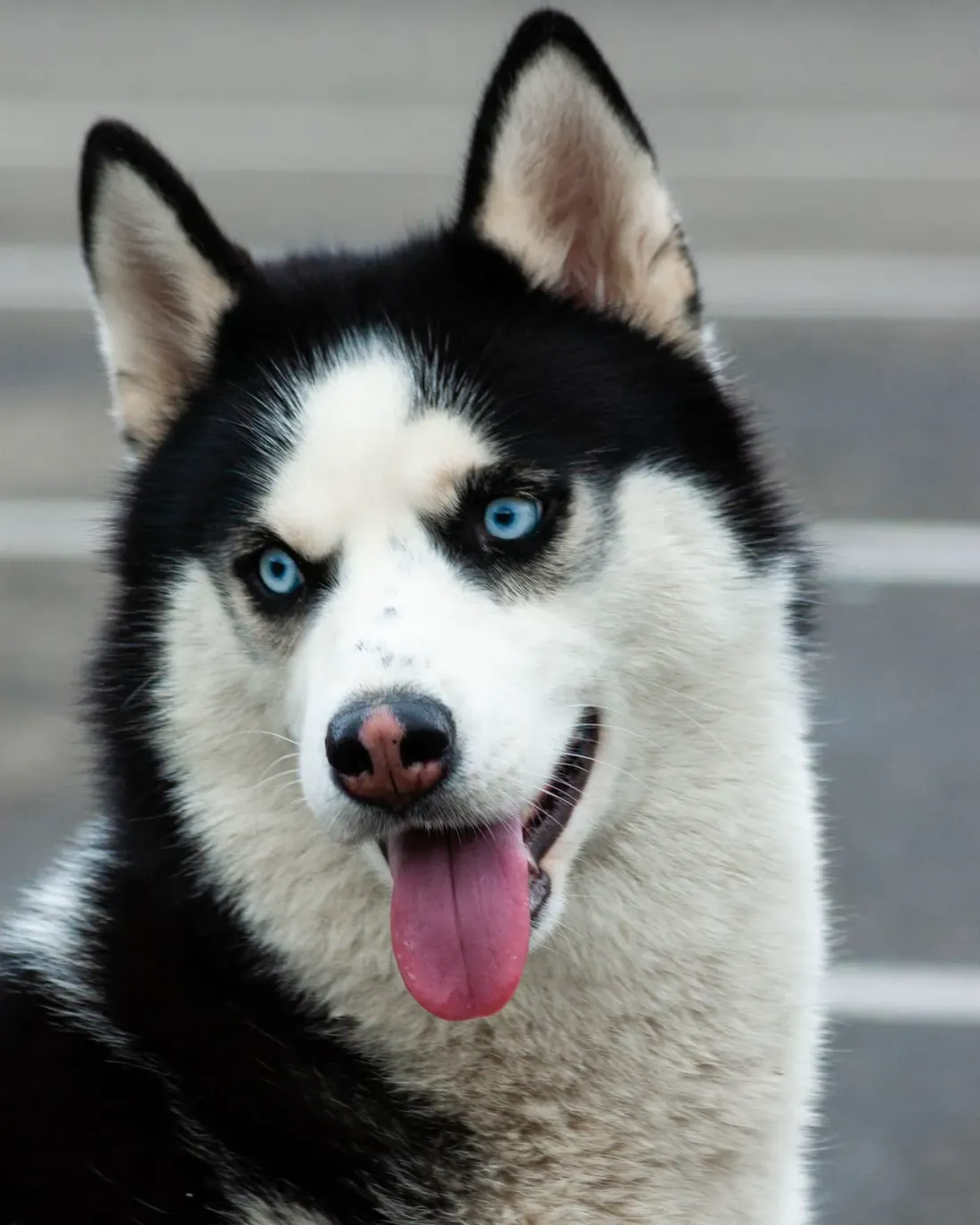 Black and white Siberian Husky head portrait with blue eyes and open mouth