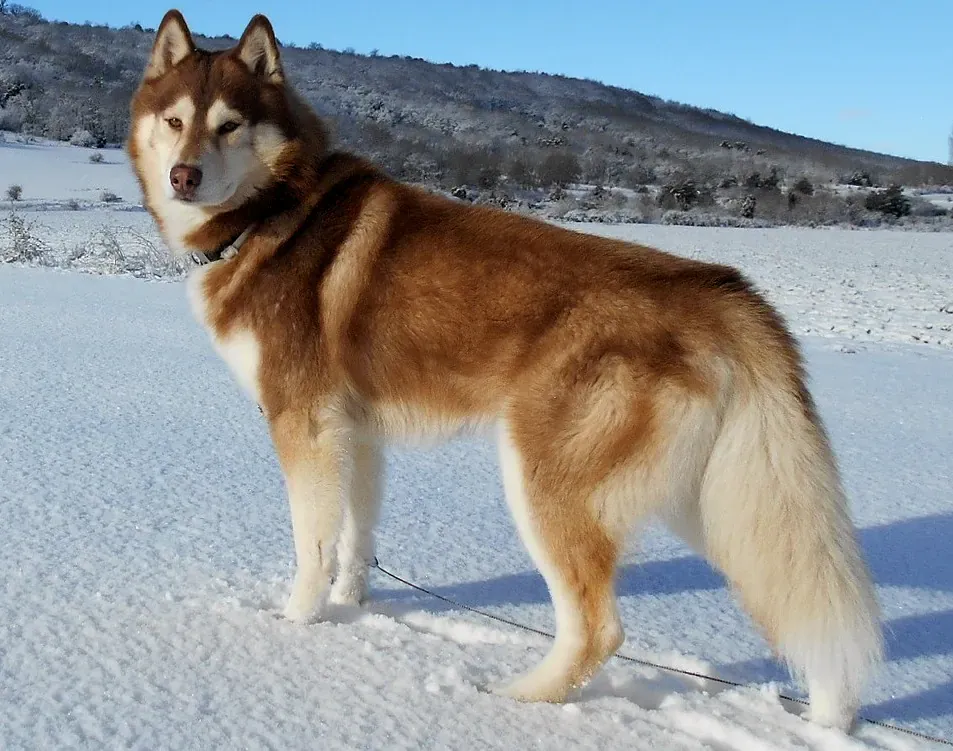 Copper and white Siberian Husky standing in side view on snow