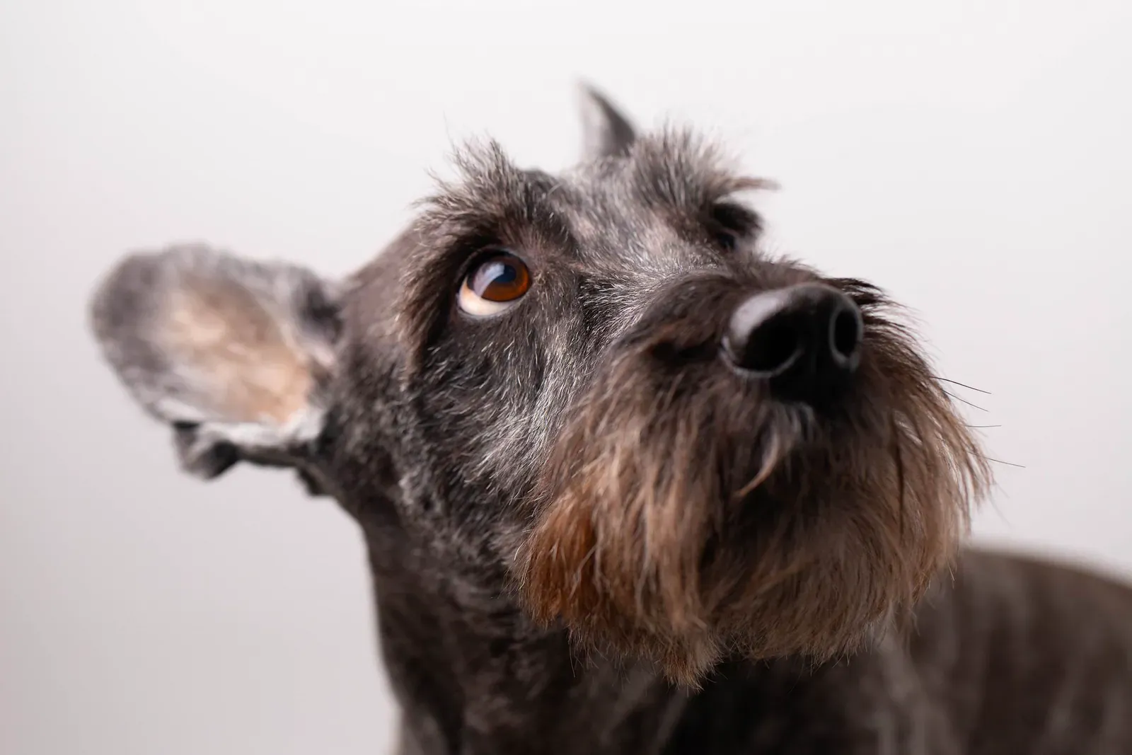 Standard Schnauzer