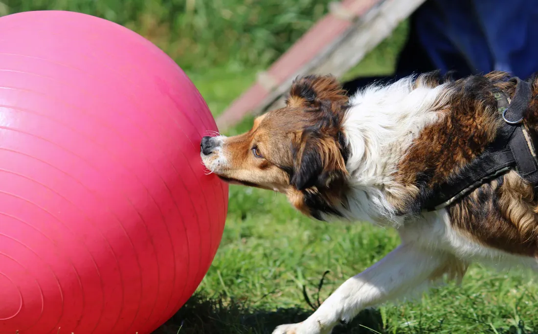 Border Collie pushing a large ball with its nose in a treibball session