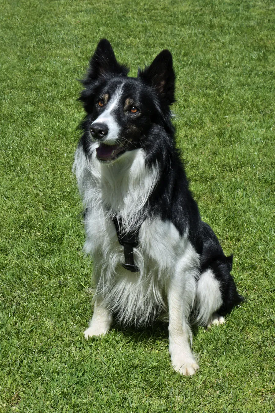 Black and white Border Collie sitting on grass