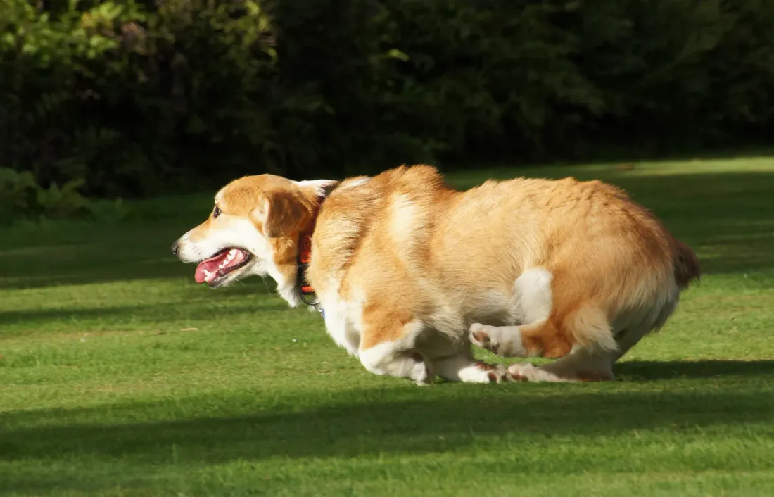 Red and white Pembroke Welsh Corgi crouching low and running on grass