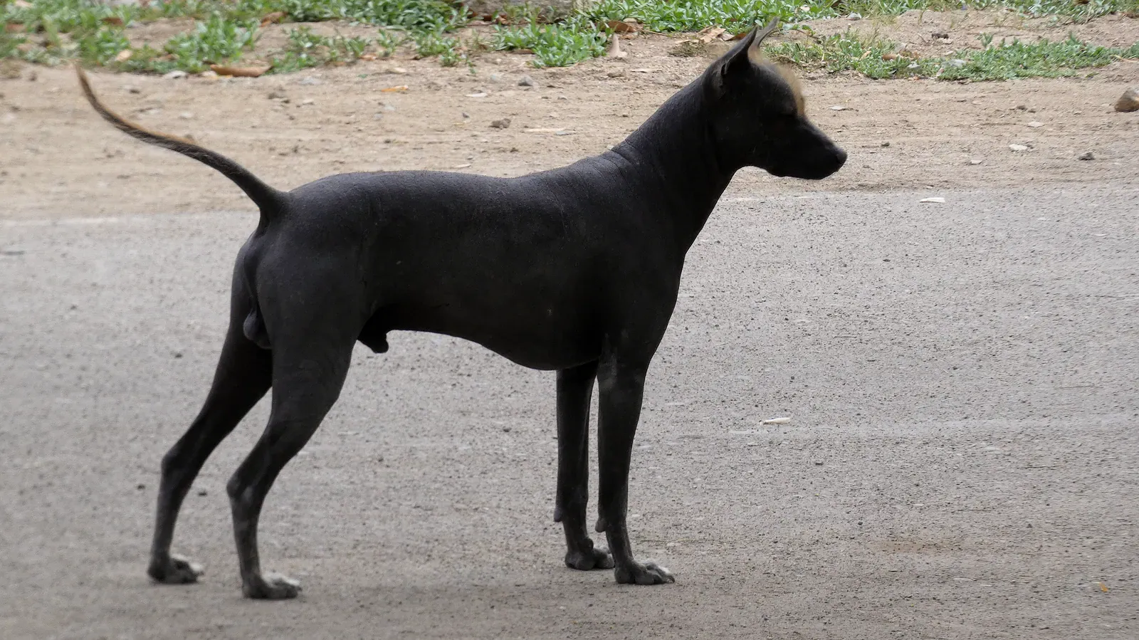 Xoloitzcuintle