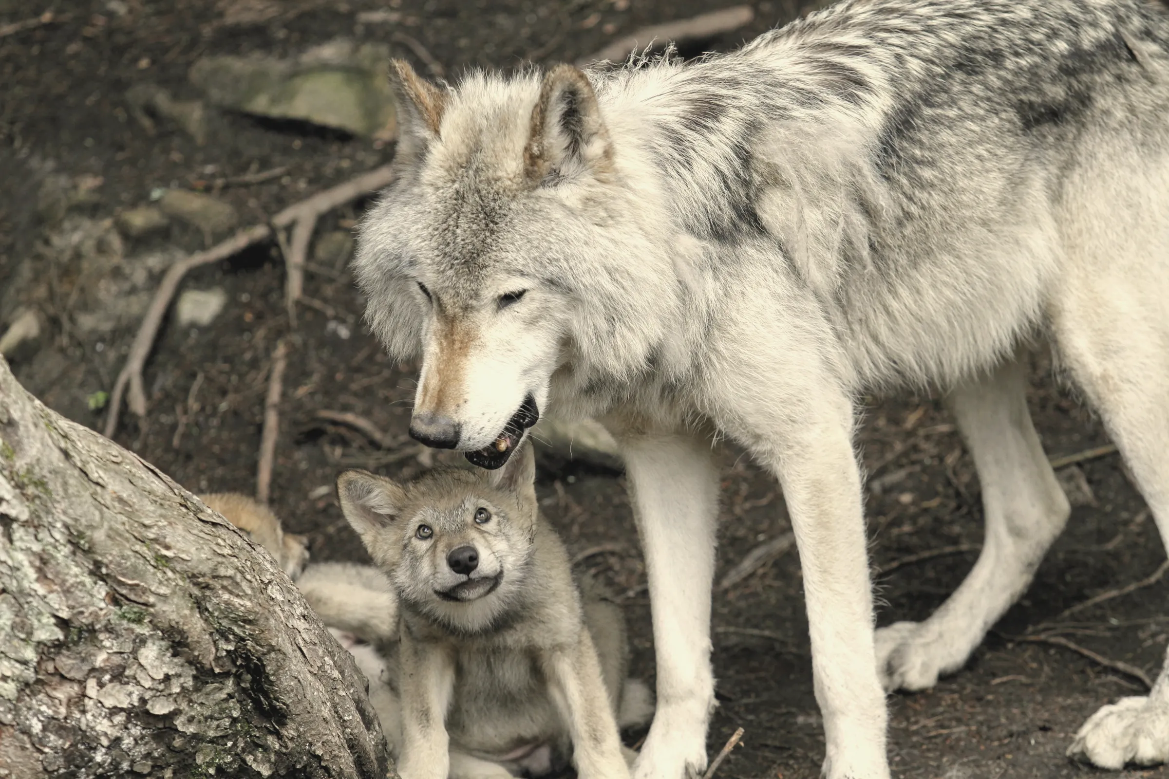 A mother wolf nuzzling her cub in the forest